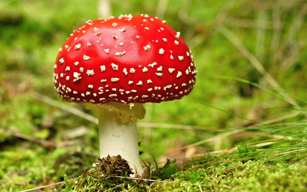 Navigating Your Way to the Finest Amanita Muscaria Gummies